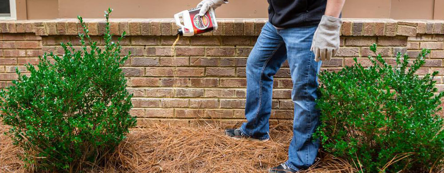 Person using ant killer outside their home Person using ant killer outside their home