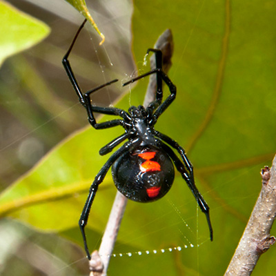 Black Widow Spider Black Widow Spider