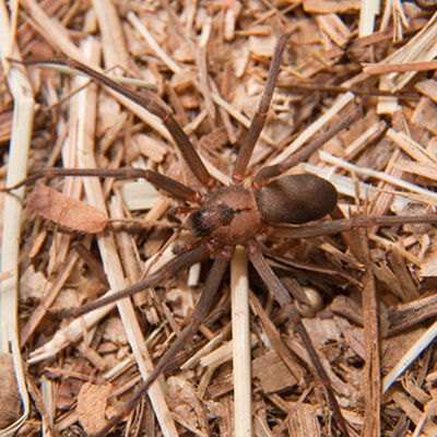 Brown recluse Brown recluse