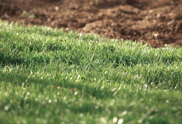 Test Your Turf - Lawn Watering Tips Techniques Test Your Turf - Lawn Watering Tips Techniques
