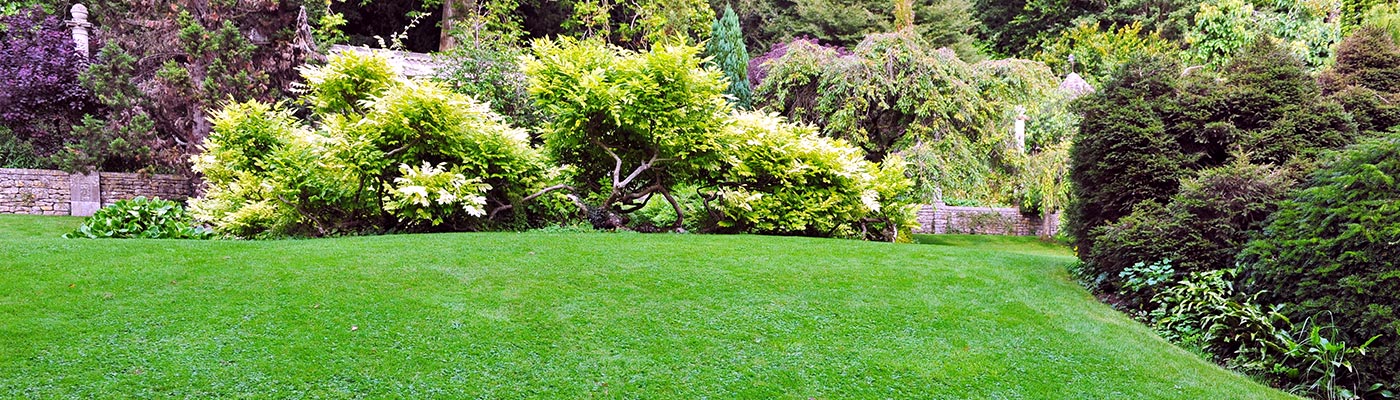 shrubs and bushes shrubs and bushes