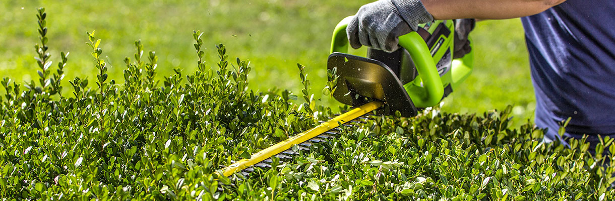 step 3 - how to trim overgrown hedges step 3 - how to trim overgrown hedges