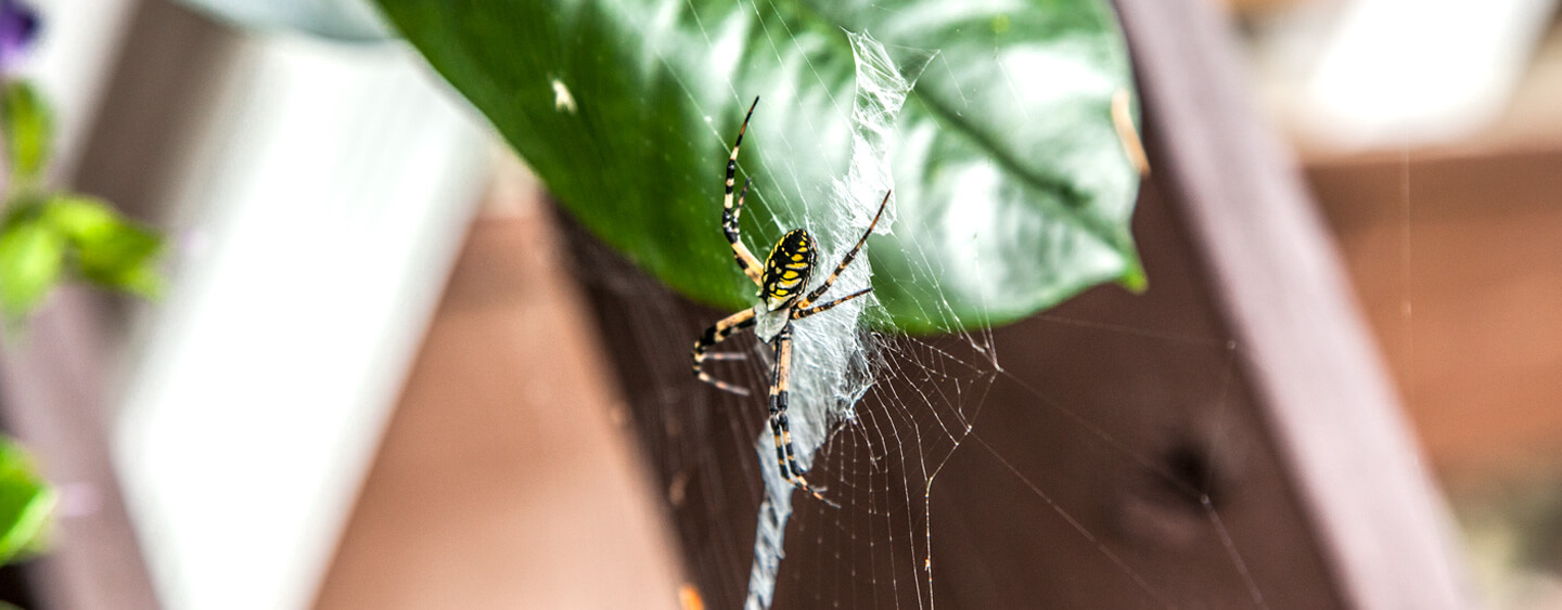 Learn how to get rid of spiders indoors and out Learn how to get rid of spiders indoors and out