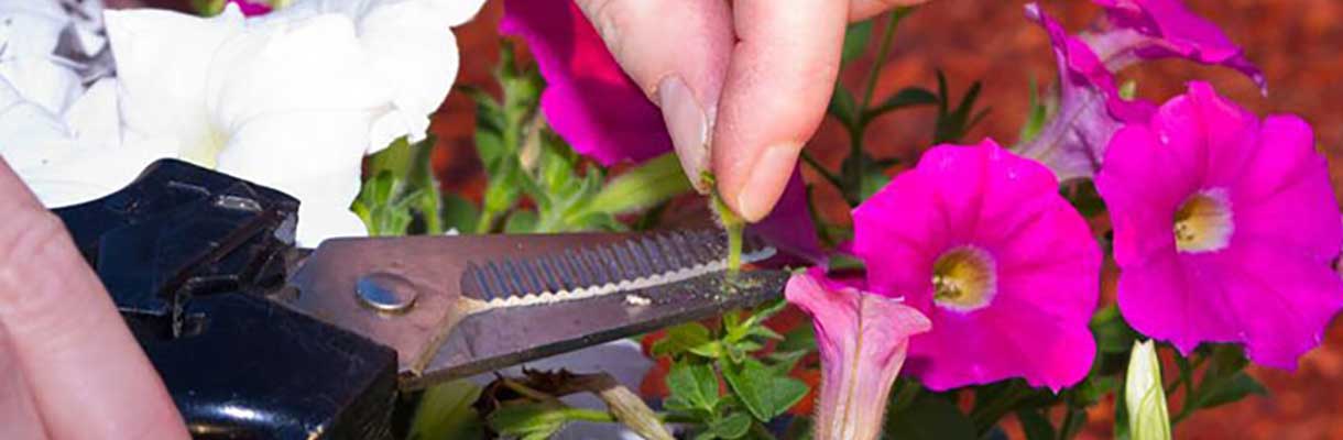 Deadhead plants to encourage new blooms - Caring for Annuals Deadhead plants to encourage new blooms - Caring for Annuals