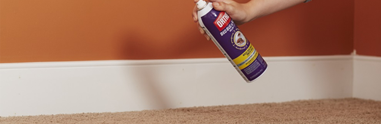 Treating carpet with bed bug spray. Treating carpet with bed bug spray.