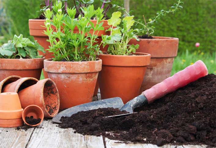 Add Plant - Container Planting Basics Add Plant - Container Planting Basics