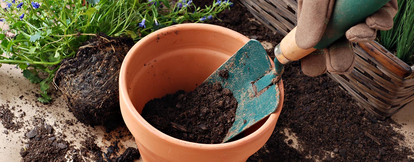 Project Guide: Dividing Perennials At The Home Depot