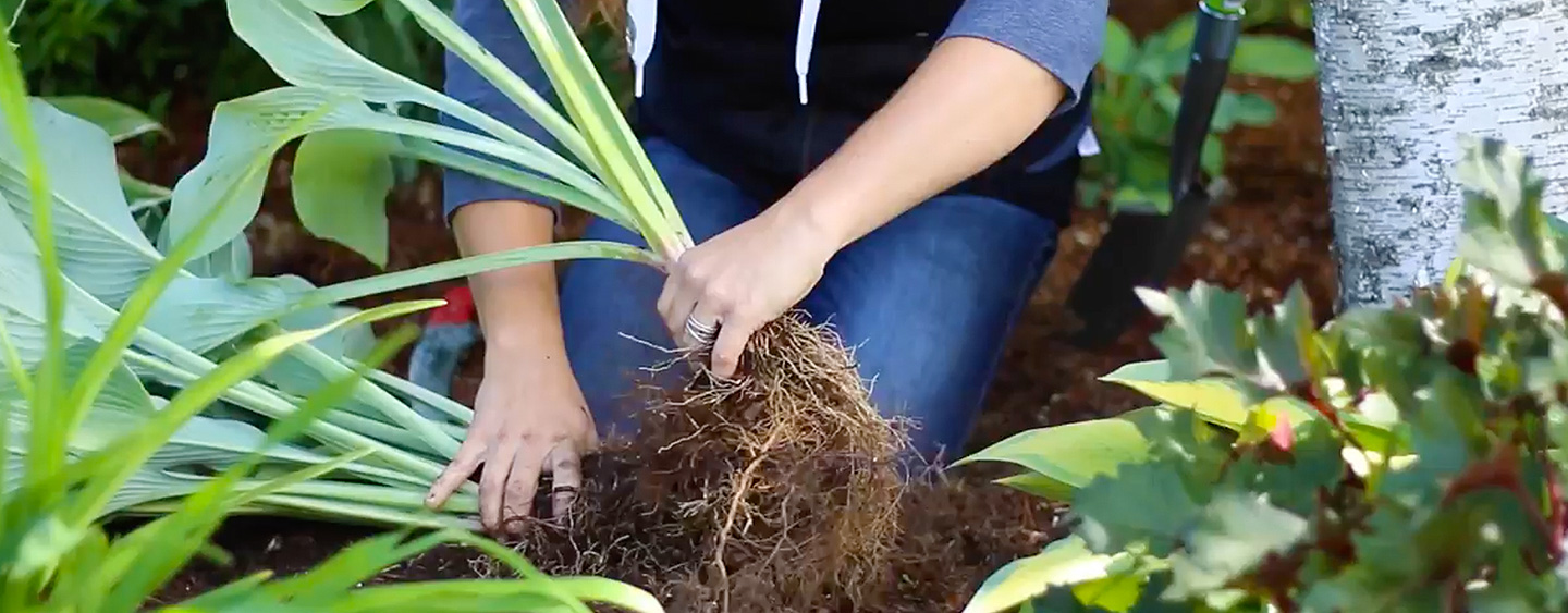 Break up the root ball - Dividing Perennials Break up the root ball - Dividing Perennials