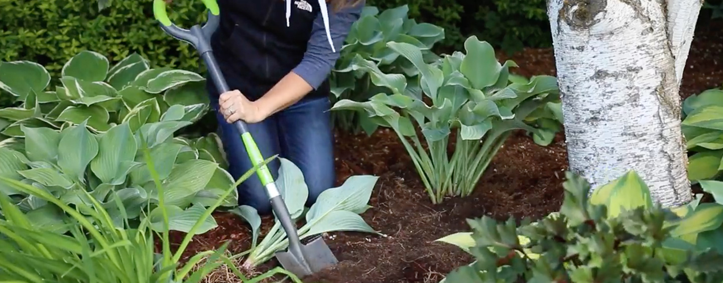 Divide up into plants - Dividing Perennials Divide up into plants - Dividing Perennials
