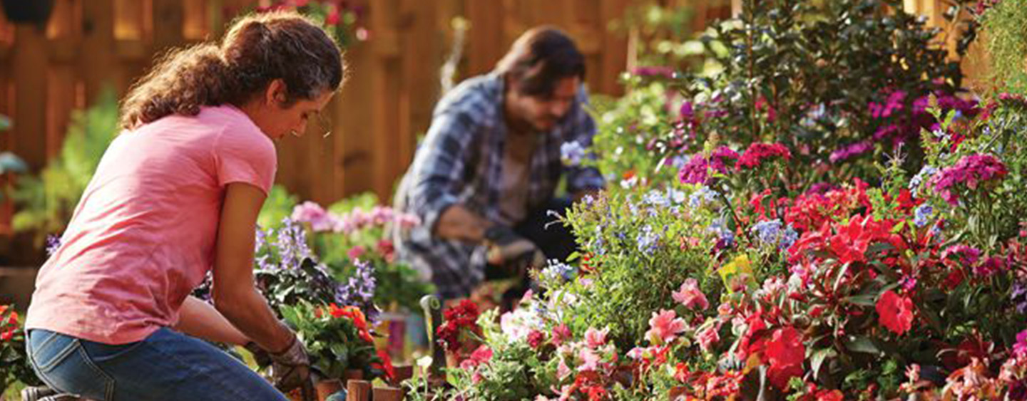 Dividing Perennials Dividing Perennials