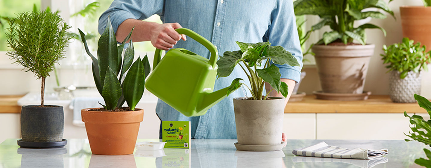 Getting rid of gnats Getting rid of gnats