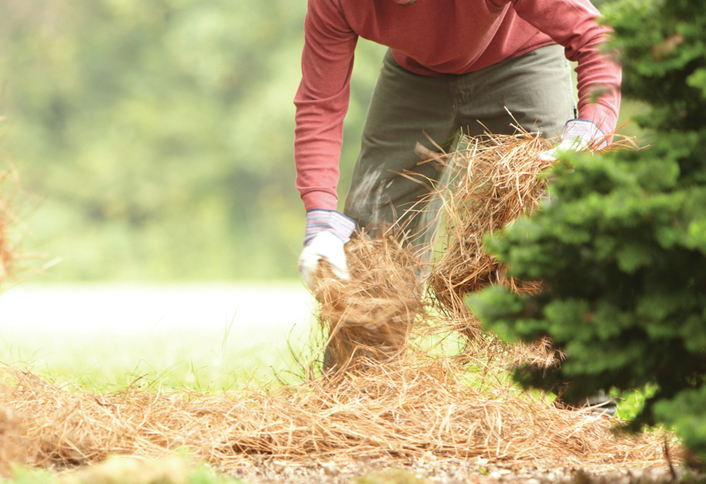 Tamp the seed - Starting New Lawn from Seed Tamp the seed - Starting New Lawn from Seed