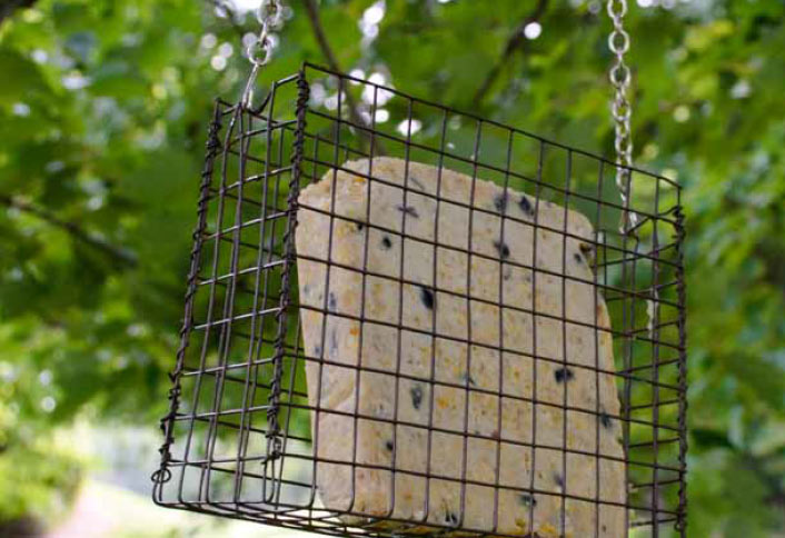 Make a Suet Bird Feeder Make a Suet Bird Feeder