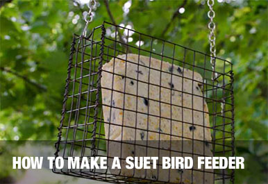 How To Make A Suet Bird Feeder At The Home Depot