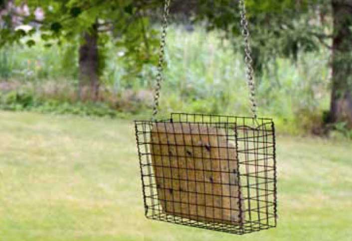 Insert suet brick - Suet Bird Feeder Insert suet brick - Suet Bird Feeder