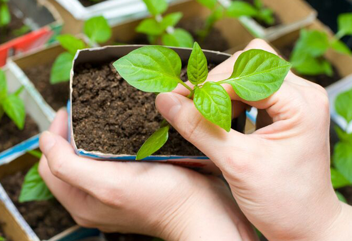 Planting a Flower Garden at The Home Depot