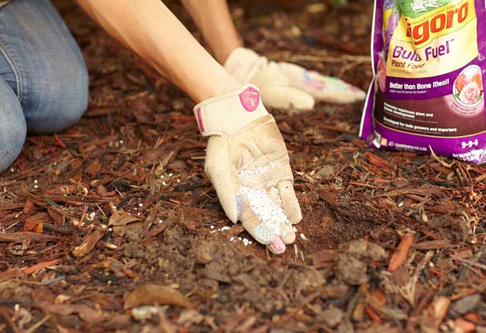 Add fertilizer - Plant Spring Flowering Bulbs Add fertilizer - Plant Spring Flowering Bulbs
