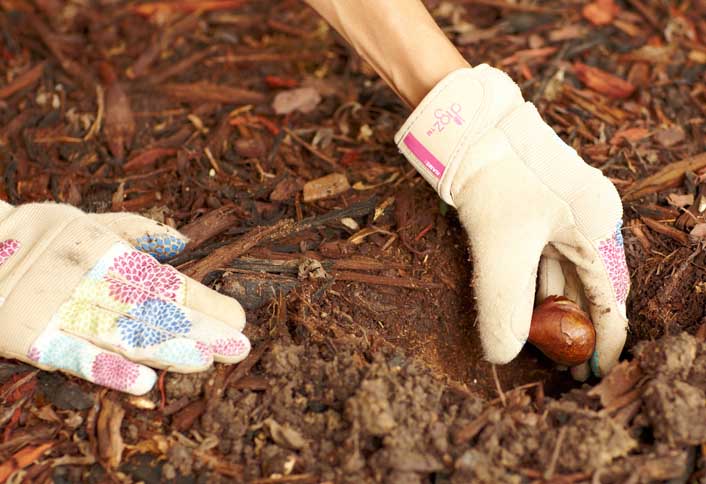 Position the bulbs - Plant Spring Flowering Bulbs Position the bulbs - Plant Spring Flowering Bulbs