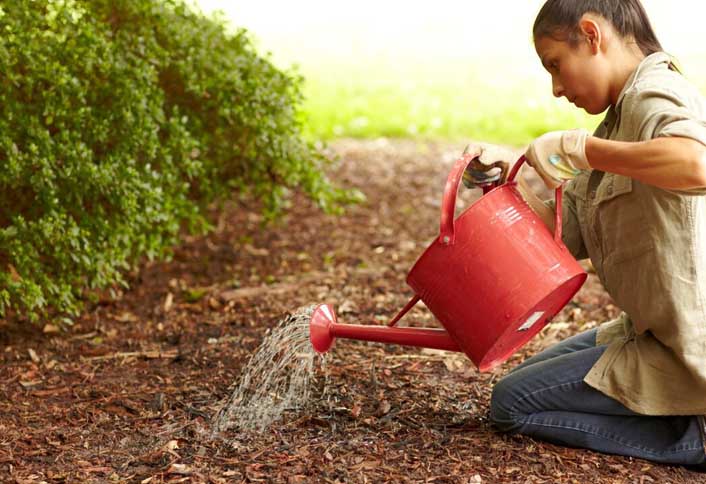 Add soil water - Plant Spring Flowering Bulbs Add soil water - Plant Spring Flowering Bulbs