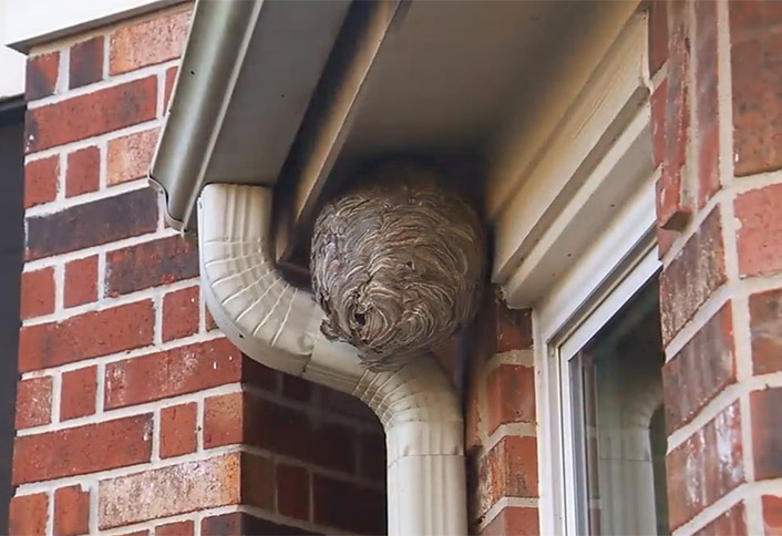 Yellow Jackets - Yellow Jackets & Wasps Yellow Jackets - Yellow Jackets & Wasps