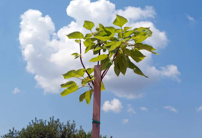 Stake a Tree Stake a Tree