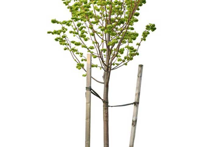 Attach webbing around tree - Stake a Tree Attach webbing around tree - Stake a Tree