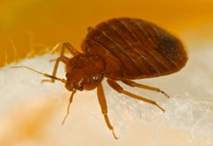 INSECT PEST CONTROL INSECT PEST CONTROL