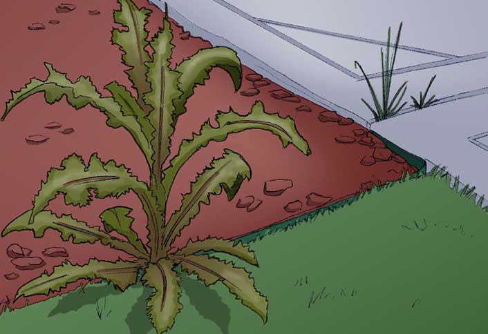Don’t ignore weeds - Landscape Design Basics Don’t ignore weeds - Landscape Design Basics