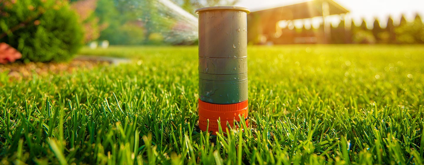 Cool season vs. warm season grass Cool season vs. warm season grass