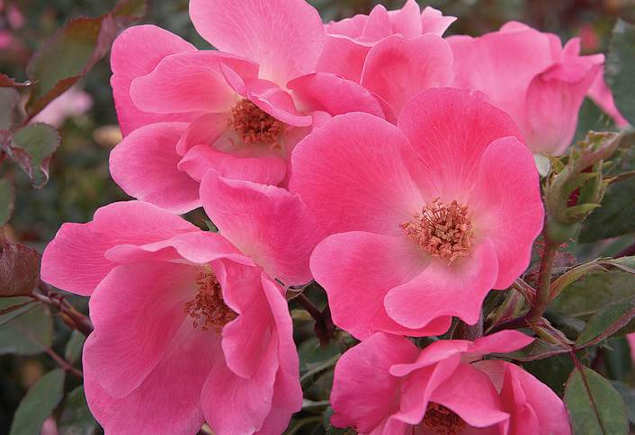 Plant a Bare-Root Rose Plant a Bare-Root Rose