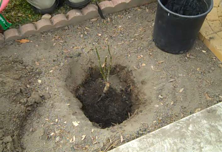 Place rose hole - Plant Bare-Root Rose Place rose hole - Plant Bare-Root Rose