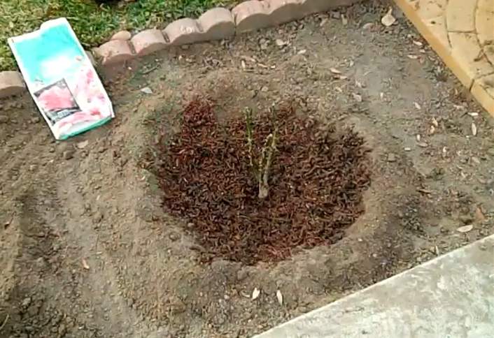 Plant bud union - Plant Bare-Root Rose Plant bud union - Plant Bare-Root Rose