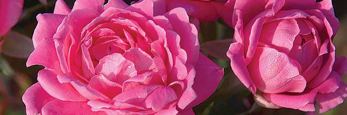 roses roses