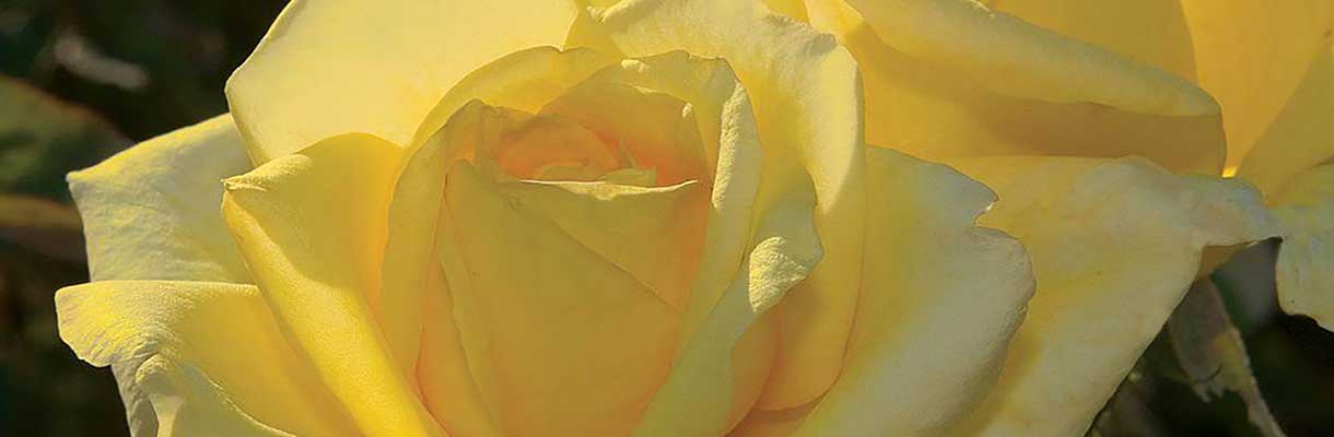 Rose Rose