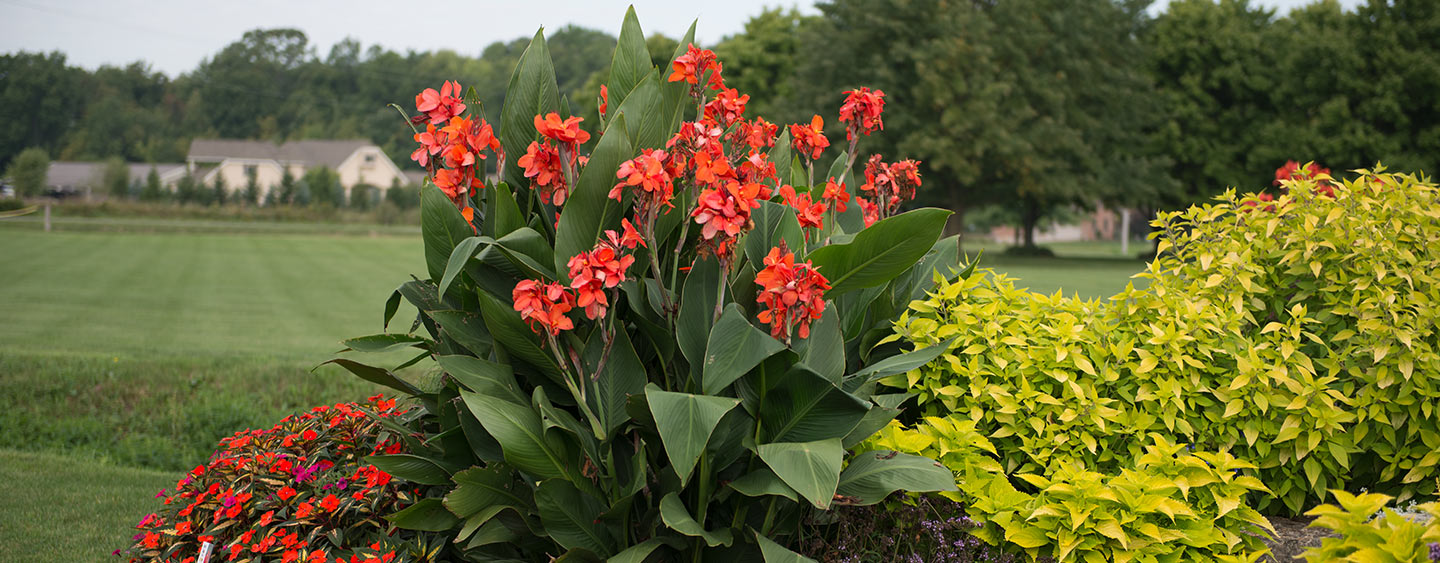 Perennials Buying Guide Perennials Buying Guide