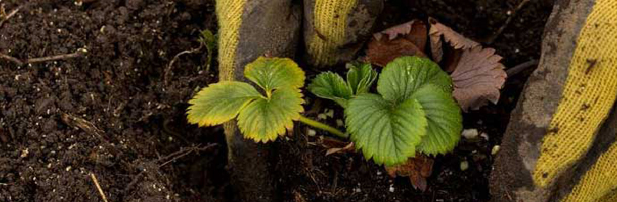 Dig up the root ball - Dividing Perennials Dig up the root ball - Dividing Perennials