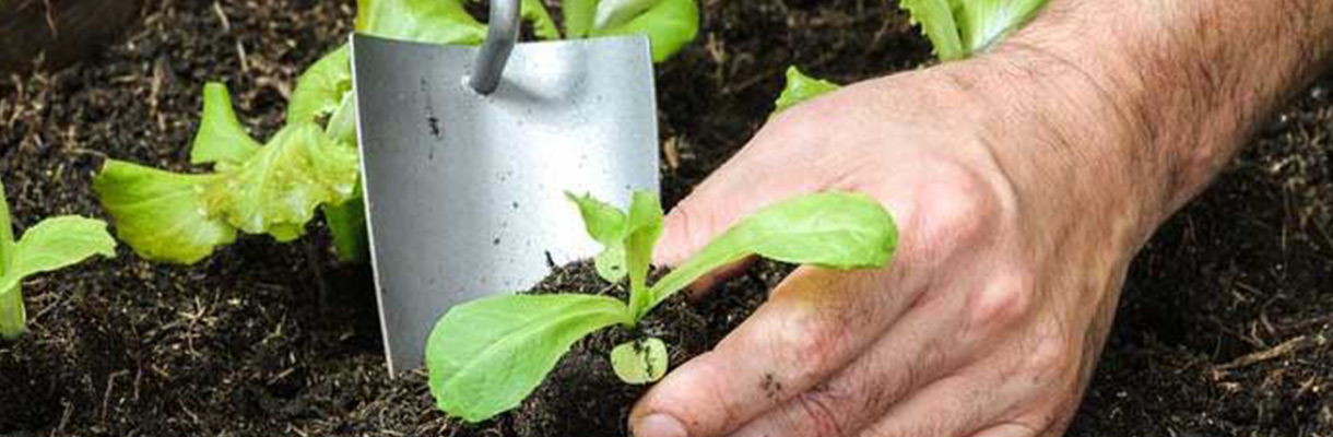 Break up the root ball - Dividing Perennials Break up the root ball - Dividing Perennials