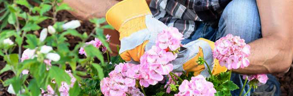Divide up into plants - Dividing Perennials Divide up into plants - Dividing Perennials
