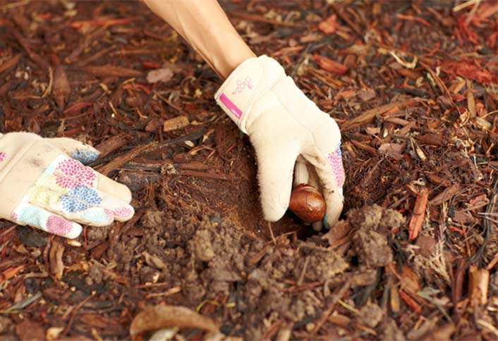 Position the bulbs - Plant Summer-Flowering Bulbs Position the bulbs - Plant Summer-Flowering Bulbs