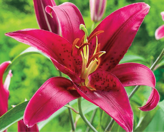 Lily Flower Bulbs Plants Garden Flowers The Home Depot