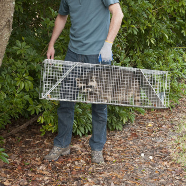 Havahart Small 2Door Animal Trap1025 The Home Depot