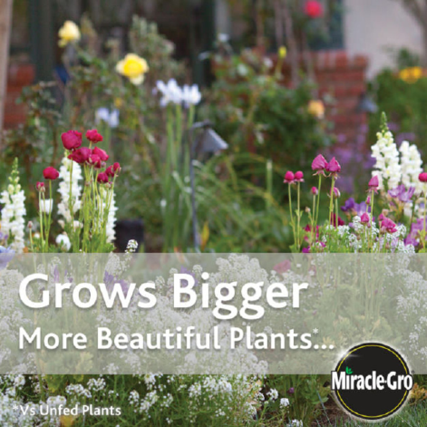 Miracle-Gro Water Soluble 1.5 lb. All-Purpose Plant Food-1001122 - The