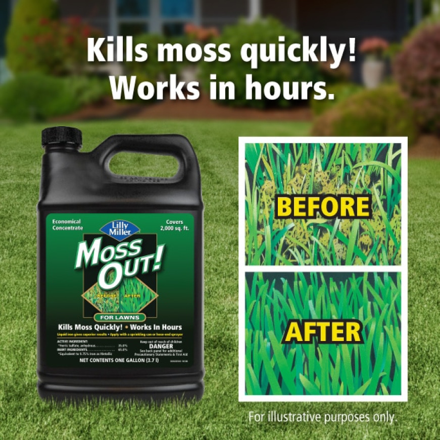 spray to kill moss on roof