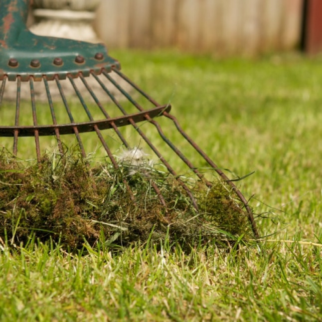 power rake to remove moss