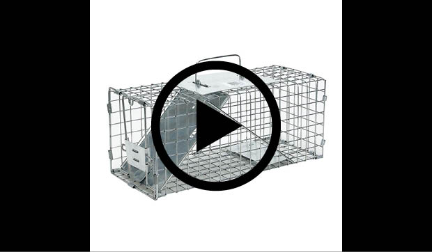 Havahart Small 1-Door Live Animal Cage Trap-1077 - The Home Depot