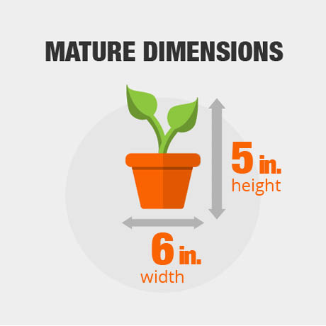 Mature Dimensions Mature Dimensions