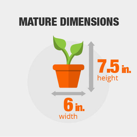 Mature Dimensions Mature Dimensions