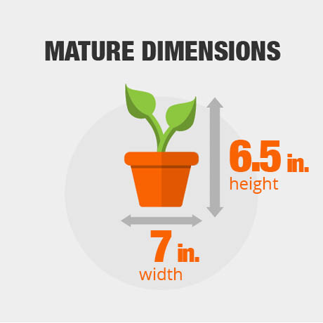 Mature Dimensions Mature Dimensions