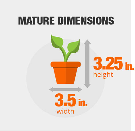 Mature Dimensions Mature Dimensions
