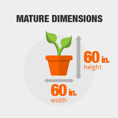 Mature Dimensions Mature Dimensions